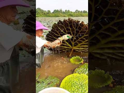 Beautiful Natural Foxnut & Rural Life | Fruit Harvest | #shorts #satisfying #youtubeshorts