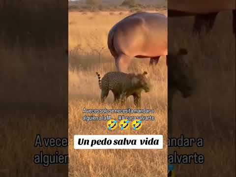 cuando te molestan mucho y explotas ๐คฃ๐คฃ๐คฃ