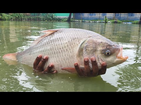 Best Cast Net Fishing In Pond