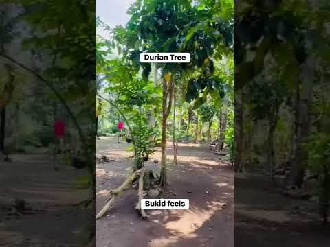 Durian #davaocity #travel #travelvlog #trending #cravingsatisfied #durian