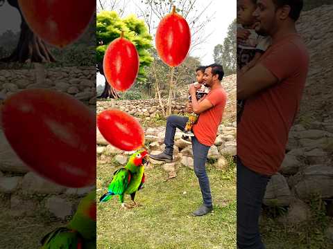 Rounding miracle to Duck, Peacock, Pigeon & Parrot - Birds names magic video