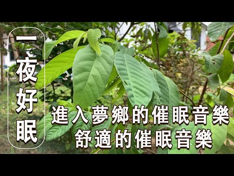 😴💤 一夜好眠，不醒。 進入夢鄉的催眠音樂🎵 舒適的催眠音樂