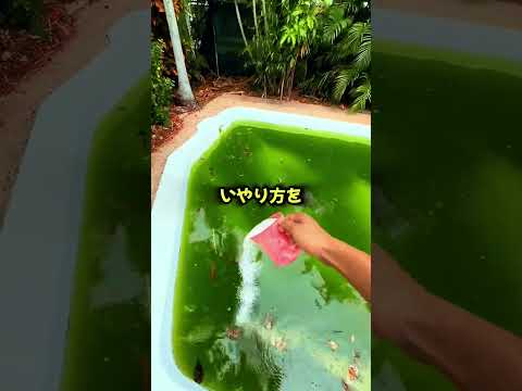 プールを掃除する最高の方法！