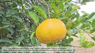Producción de Mandarinas #inta #culturagrotv #agricultura