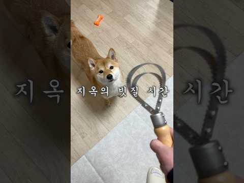 빗질로 극락 가는 개 #시바견 #시바이누 #마메시바