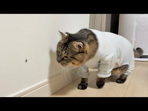 お迎えした保護猫が初めて家の中で虫に遭遇したら…