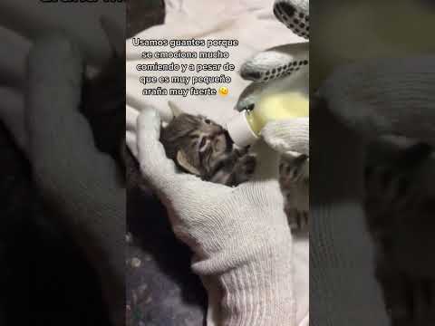 El michi del desagüe 💔 - por gatitosylocuras, Grecia Apolo y tiger en tk