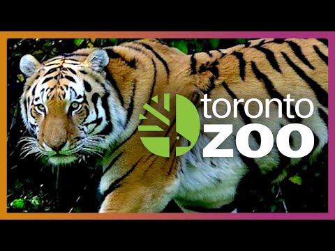 Toronto Zoo City Of Toronto Employee Discount 09 2021