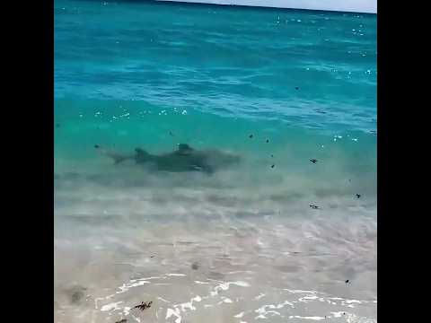 CASI ME MORFA LA CH0T4!! #elbananero #tiburon #playa #sapee