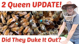 Beekeeping | One Hive, Two Queens: The Moment Of Truth!