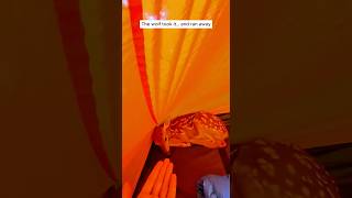 A baby deer suddenly jumped into my tent and then I realized... #shorts #deer #animals