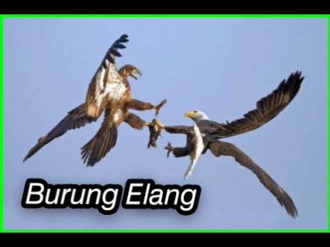 Suara / Masteran Burung Elang paling rekomen | durasi panjang