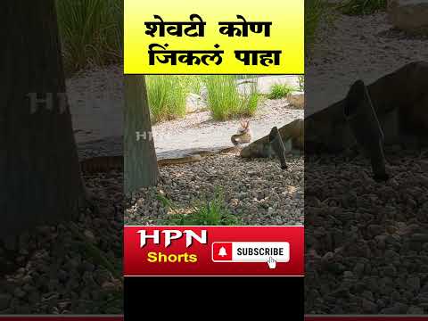 snake-and-rabbit | HPN MARATHI NEWS #shorts_ #shorts #shortsfeed #short #snake-and-rabbit