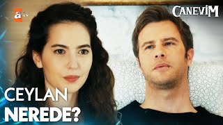 Taylan, herkese Ceylan'ı soruyor - Canevim 3. Bölüm