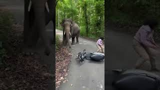 Wild Elephant Attacks Bikers on Road | Shocking Elephant vs Bike Incident 🐘🏍️