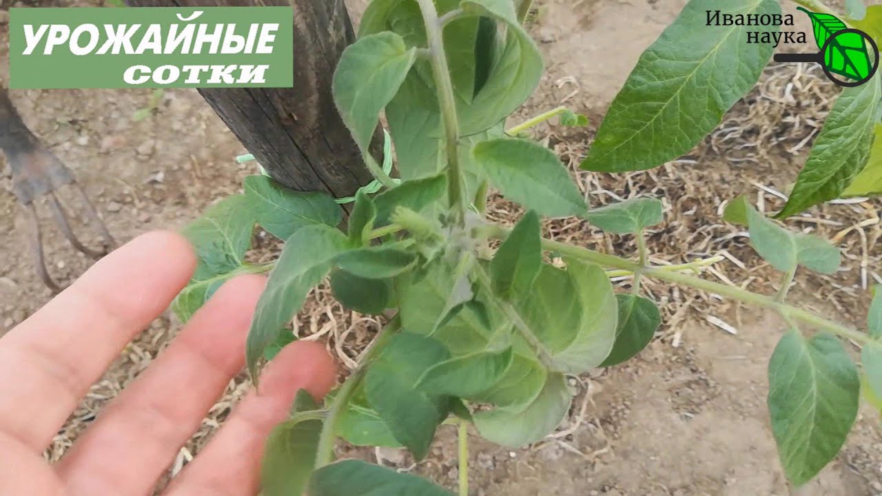 Сделайте подкормку и томаты завалят урожаем! Листья подкручиваются, томаты слабо цветут, жируют?