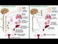 Exploring the Autonomic Nervous System: Sympathetic vs. Parasympathetic