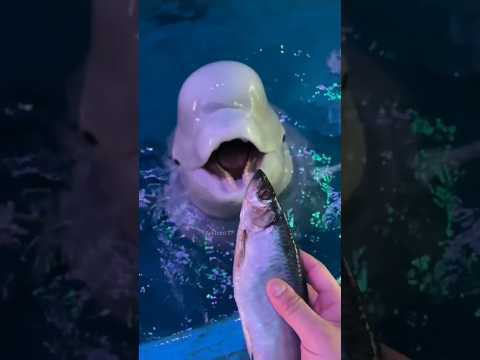 Beluga whale