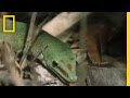 Madagascar Geckos and Their Behavior