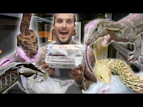 Feeding the MOST VENOMOUS Snakes IN THE WORLD!