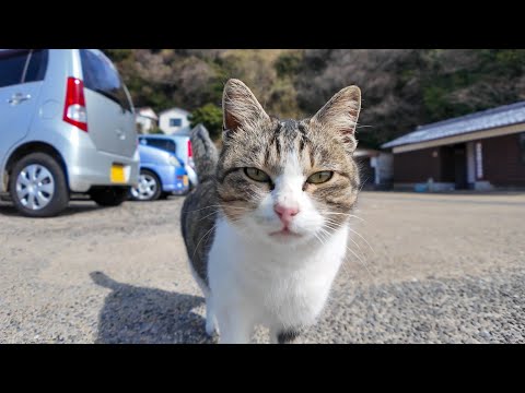 島に着くと必ず猫が出迎えてくれます