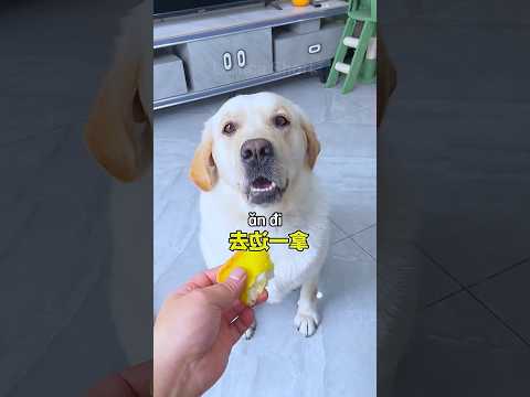 Chú chó lật kèo vì không muốn ăn bẩn #shorts