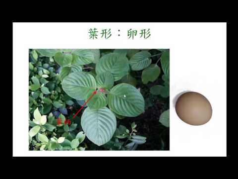 觀察植物的葉形 - YouTube