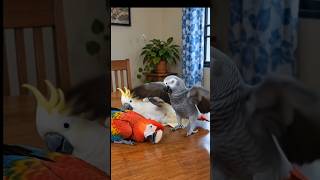 😱🐦 Wait for It… These Birds FAKED Their Death! 😂 #trending #birds #shorts #bird