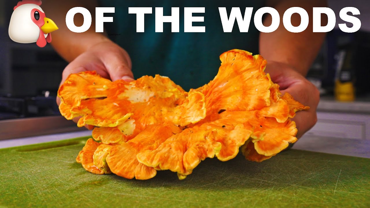 Start foraging with edible shelf fungus (chicken of the woods 'mushroom')