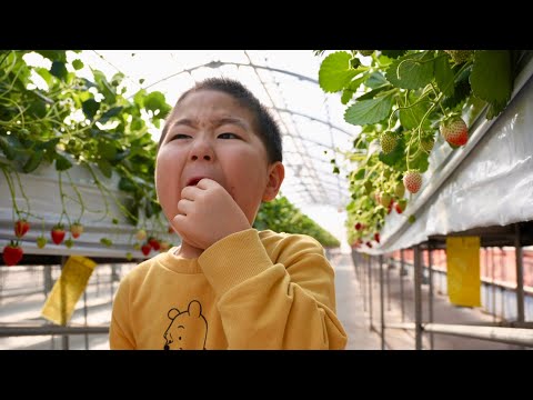 いちご狩りの季節がやってまいりました🍓