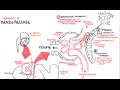 Renin-Angiotensin System Concepts