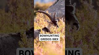 Chasing Wild Ibex in Spain with Bowhunters @pedroampuerohunting & @RemiWarren