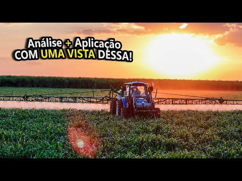 AS LAGARTAS ESTÃO ATACANDO O SORGO