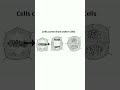 Mitosis Stages and Cell Division