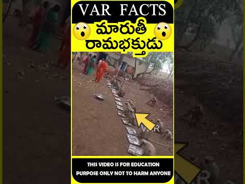 In shri ram temple lot of monkeys came #devotional మారుతీ #telugu facts #shorts #amazing facts