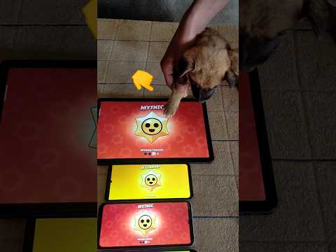 OPENING WITH 2 DOG 🐶🐕 #brawlstars #stardrop