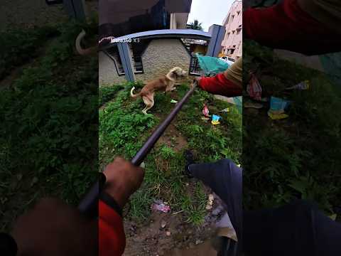 Mafia Jumping Dog Catch #shorts #dogcatch #youtubeshorts #viral
