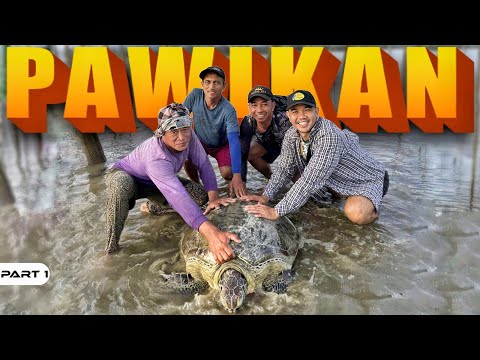 P1 - Malaking Pawikan, Na-Trap sa Baklad - EP1937
