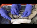 Shark Anatomy and Physiology