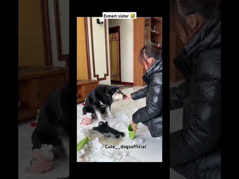 esmart sister 🤣🫣 #viralvideo #rockythecutie #funny #doglover #rockydog #comedyshorts #pets #short
