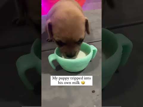The end 🤣🤣🤣 Link in bio🔥🐶