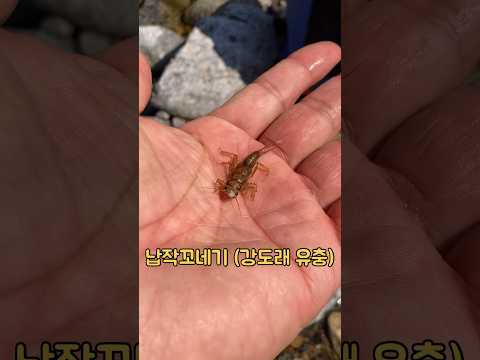 강가에 풀을 하나 뽑아서... (꺽지 구멍치기)