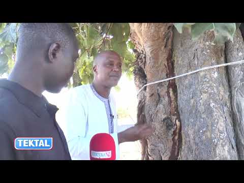 Tektal Thierno Moussa Sow …