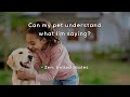 Understanding Pet Communication