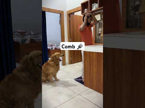 PeaNut Vs Comb ๐คฃ #dog #goldenretriever #shorts #dogshorts