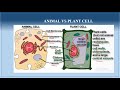 Cell Structure and Function Comparison