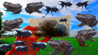 Hunt giant toads, beetles, crabs. in Vietnamese rice fields