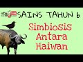 Understanding Symbiosis in Animals