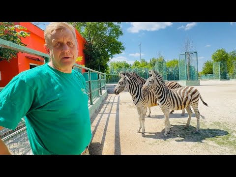 УРА! У наших зебр ЗАКОНЧИЛСЯ КАРАНТИН и они стали ручными, я смогла погладить зебру)