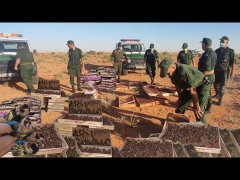 إطلاق الحسون على الحدود دول الأوراسية و اوروبية